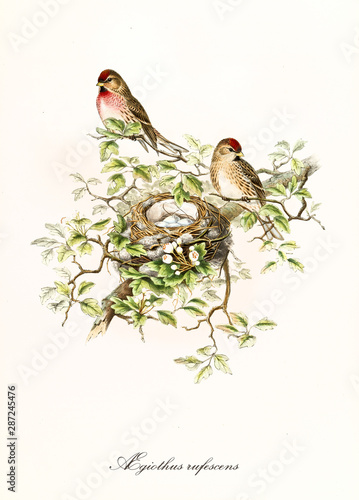 Two cute sparrows and a nest on a flowered single branch over a white background. Vintage hand colored illustration of Lesser Redpoll (Acanthis cabaret). By John Gould publ. In London 1862 - 1873