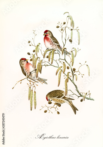 Fototapeta Three cute little birds on a branch covered by yellow hanging flowers