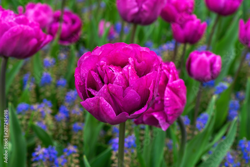 beautiful hot pink poppy like Tulip flowers in spring garden.