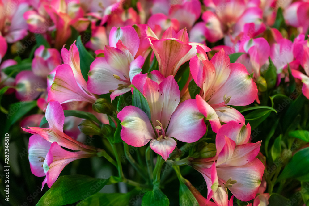 gentle pink alstroemeria flowers in summer garden, park. floral background gentle pink alstroemeria flowers in summer garden, park. floral background