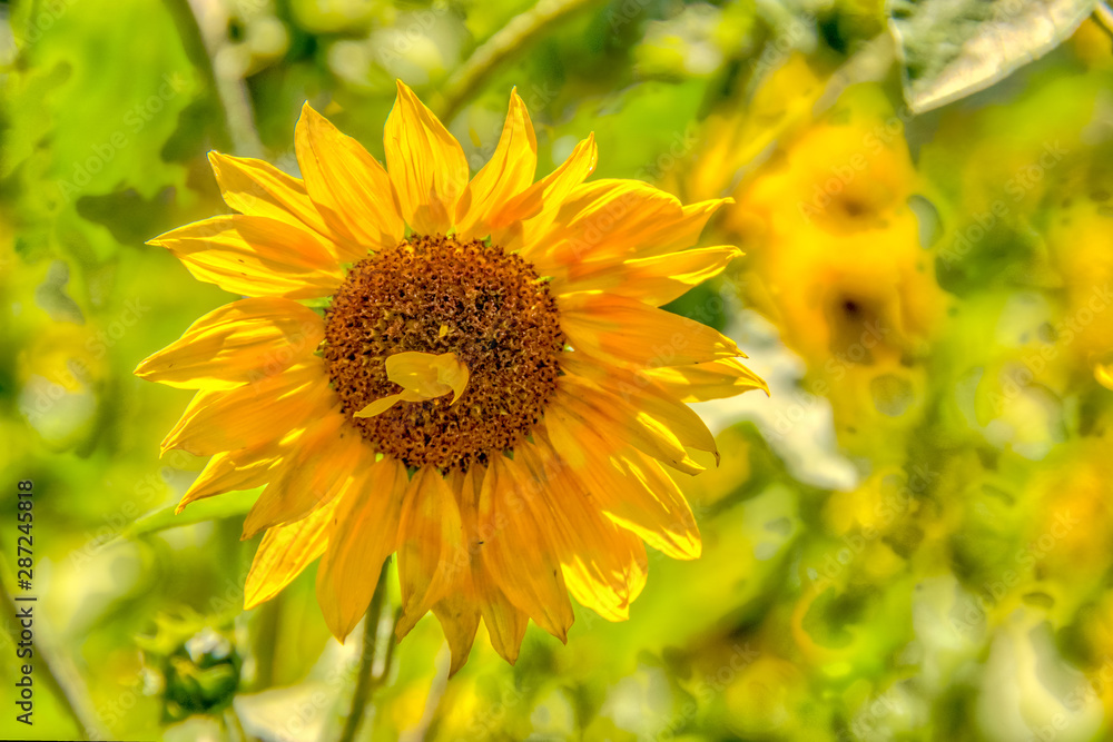 Wildflower and Sunflower Fields on Colorado Wildflower and Sunflower Fields on Colorado