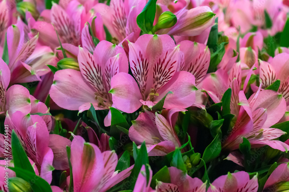 Obraz premium gentle pink alstroemeria flowers in summer garden, park. floral background