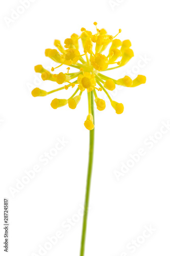 Wild fennel flowers