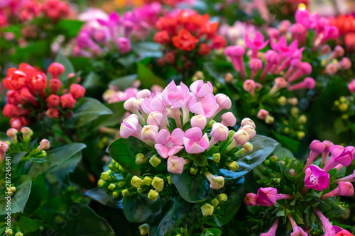 pink kalanchoe Saxifragales Crassulaceae Kalanchoe flower bloom. photo