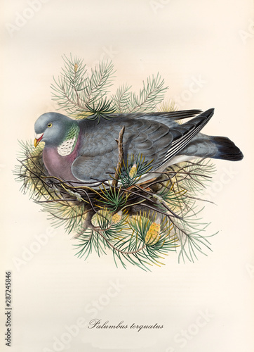 Common pigeon crouched in its nest. Isolated vintage style hand colored illustration of Common Wood Pigeon (Columba palumbus). By John Gould publ. In London 1862 - 1873 photo