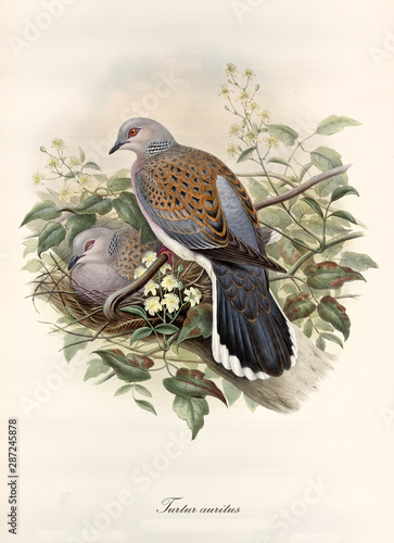 Картината върху платно Turtledove posing on a branch while its partner rests in the nest