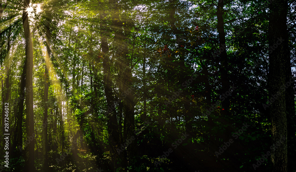 Polish wild forest with visible sun rays - Kampinos National Park, Poland Polish wild forest with visible sun rays - Kampinos National Park, Poland