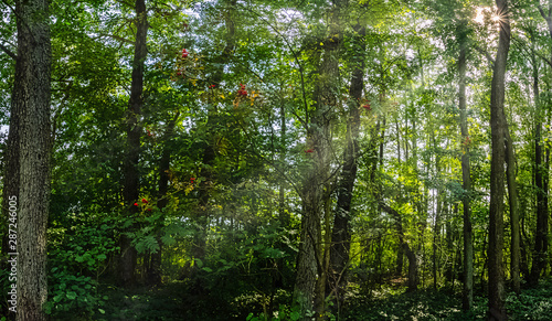 Polish wild forest with visible sun rays - Slowinski National Park, Poland © Marcin