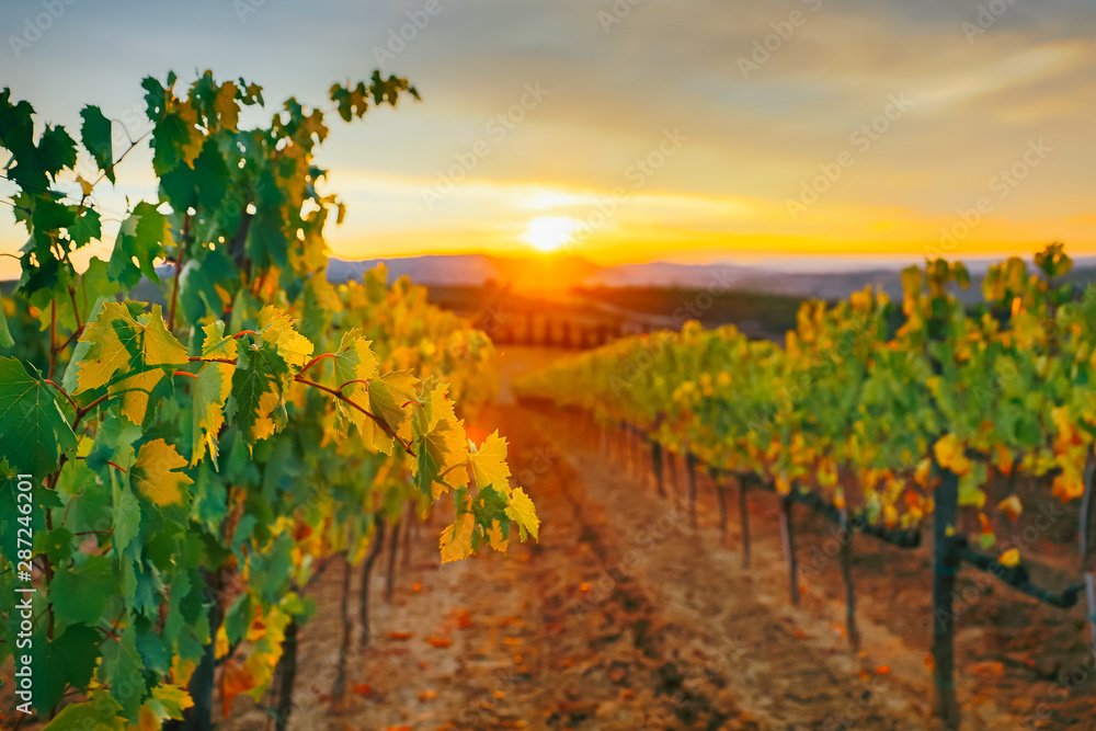 Beautiful sunset over vineyards.