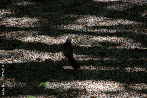 Female Great-Tailed Grackle photo