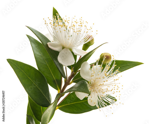 Bild auf Leinwand Myrtle  flowers
