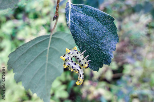 Photography caterpillars eat birch leaves. gluttony, insects in nature