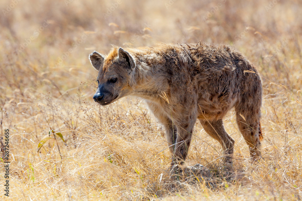 hyena in serengeti national park tanzania africa hyena in serengeti national park tanzania africa