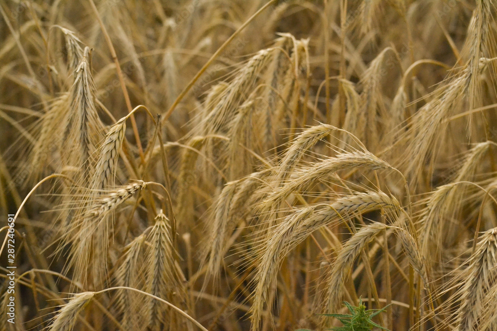 Wheat field. Ears of golden wheat close-up. Beautiful nature . Rural landscape under the shining sunlight. Background of ripening wheat field ears. The concept of a rich harvest. Wheat field. Ears of golden wheat close-up. Beautiful nature . Rural landscape under the shining sunlight. Background of ripening wheat field ears. The concept of a rich harvest.