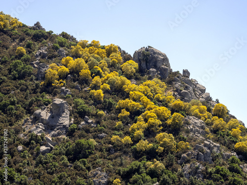Big trees filled with yellow flowers in the mountains, Sardinia