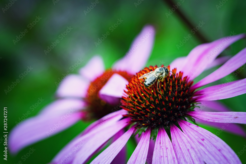 wet bee on echinacea