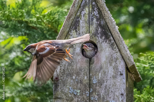 Sparrow father feeding baby nestlings photo