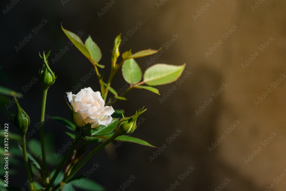 Fototapeta premium Rose and warm light in garden background , beautiful moments of love and happy life.