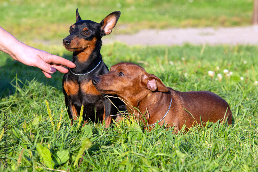 Two purebred Miniature Pinschers lie on the green grass. Dog training. Two purebred Miniature Pinschers lie on the green grass. Dog training.