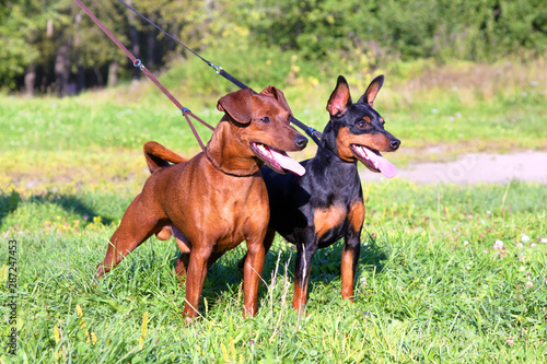 Bild auf Leinwand Two purebred Miniature Pinschers stand on the green grass