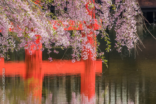 Japanese garden in spring with weeping cherry blossoms