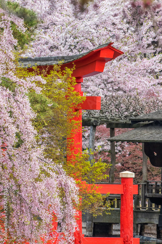 Japanese garden in spring with weeping cherry blossoms