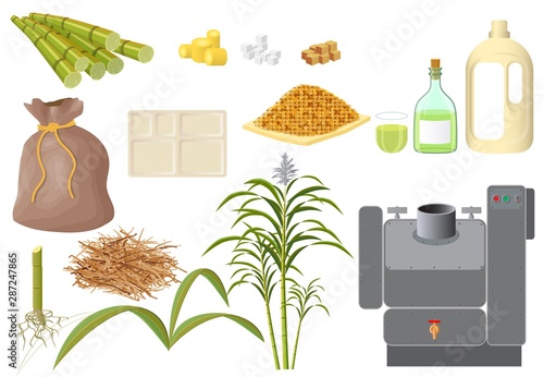 Sugarcane and its various derivatives derived from processing photo