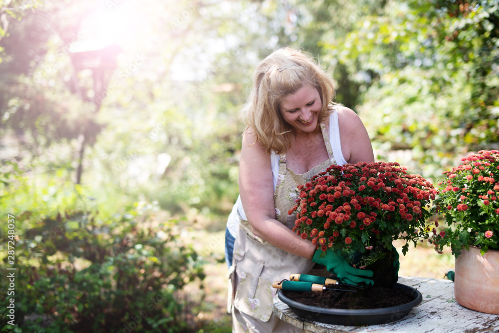 Frau freudig bei der Gartenarbeit mit Blumen, chrysanthemen - obrazy, fototapety, plakaty 