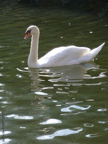 Precioso cisne