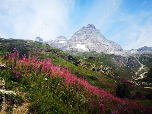 Fototapeta Naklejka Na Ścianę i Meble -  Pink flowers in the mountains - Monte Cervino - Matterhorn