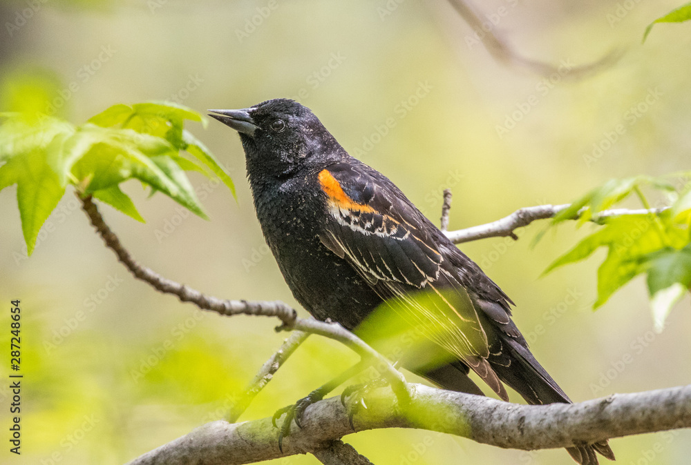 Male Red winged blackbird perched on tree Male Red winged blackbird perched on tree