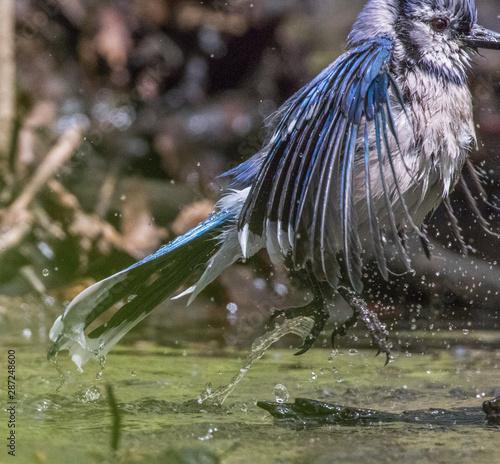Blue jay bathing and leaping out of the water