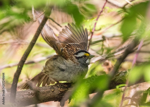 White-throated sparrow lifting wings to take off from a perch