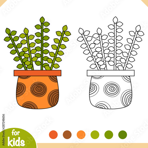 Coloring book. Cartoon collection of Houseplants, Portulacaria afra photo