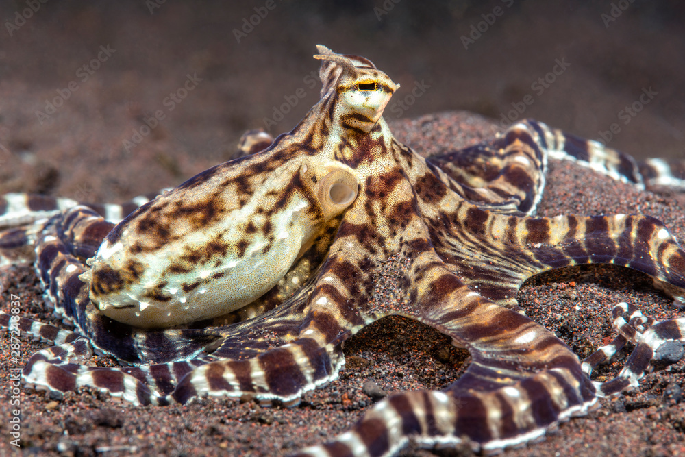 Mimic Octopus in Tulamben Indonesia