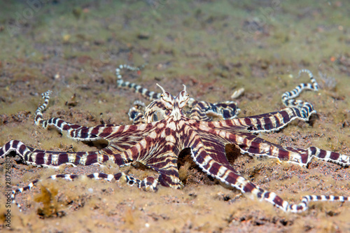 Tablou pe pânză Mimic Octopus in Tulamben Indonesia