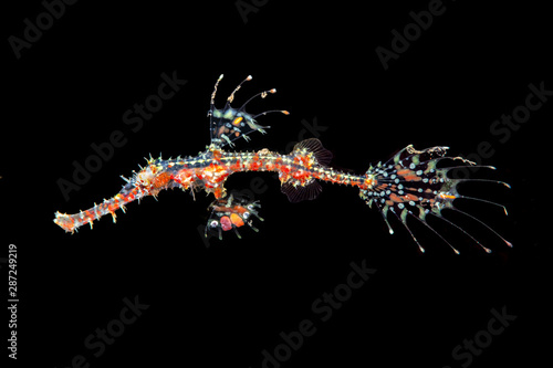 Red ornate ghost pipefish in Bali Indonesia
