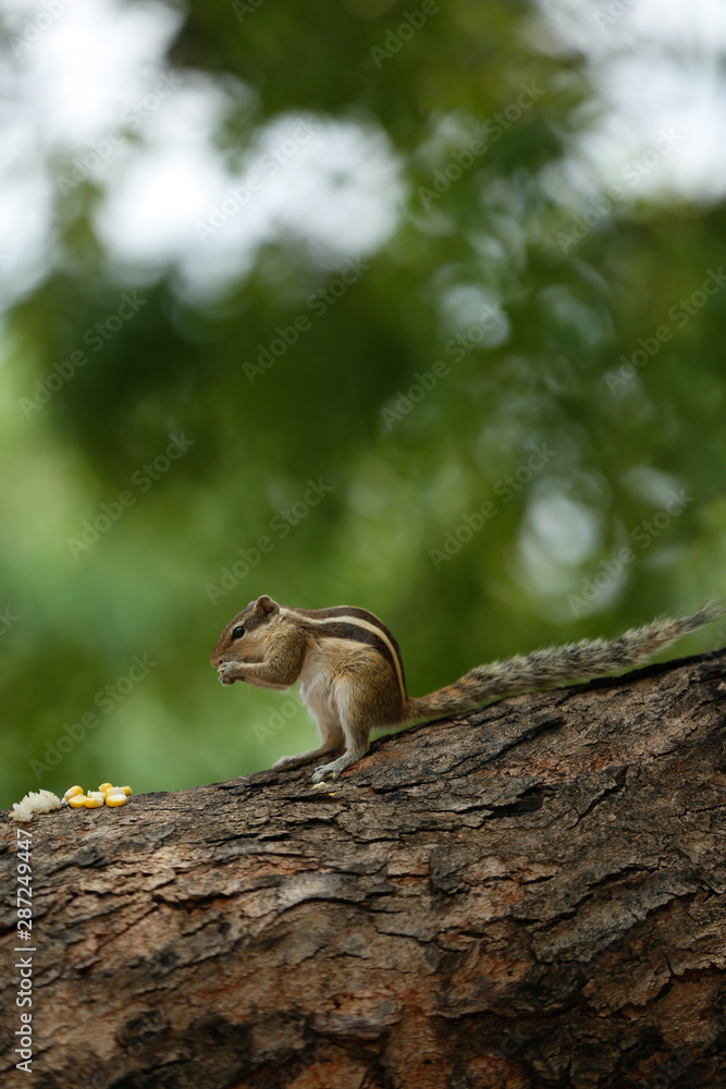 Obraz premium squirrel in a tree