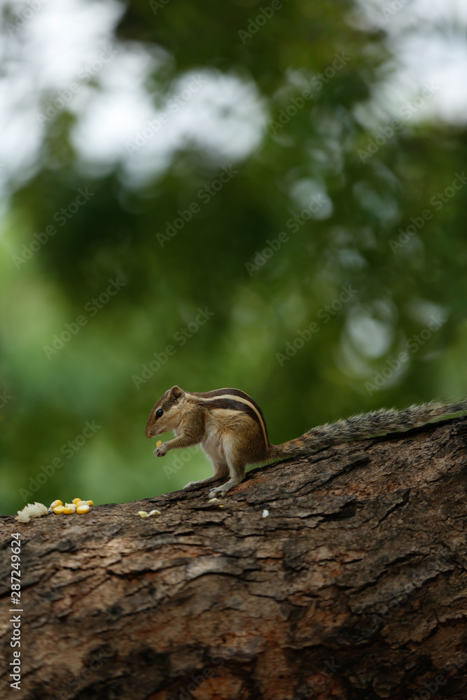 Obraz premium squirrel on a tree