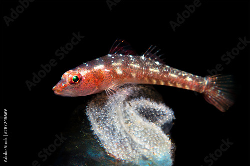 Canvas Print Tropical ghost goby guarding eggs