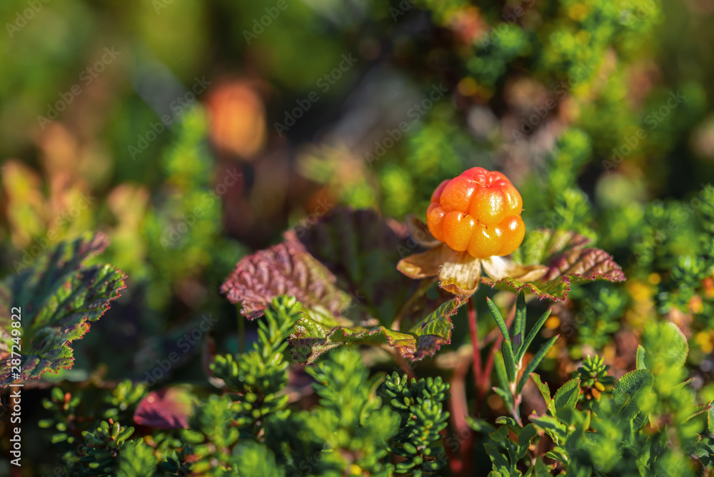 Bright orange cloudberry on a background of green leaves Bright orange cloudberry on a background of green leaves
