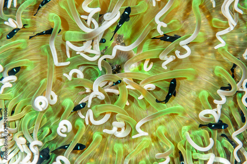 Domino fish and sea anemone