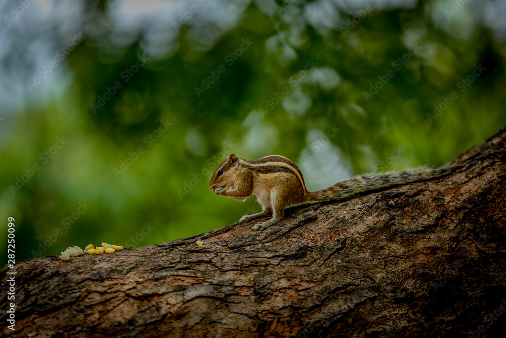 Obraz premium squirrel on a tree