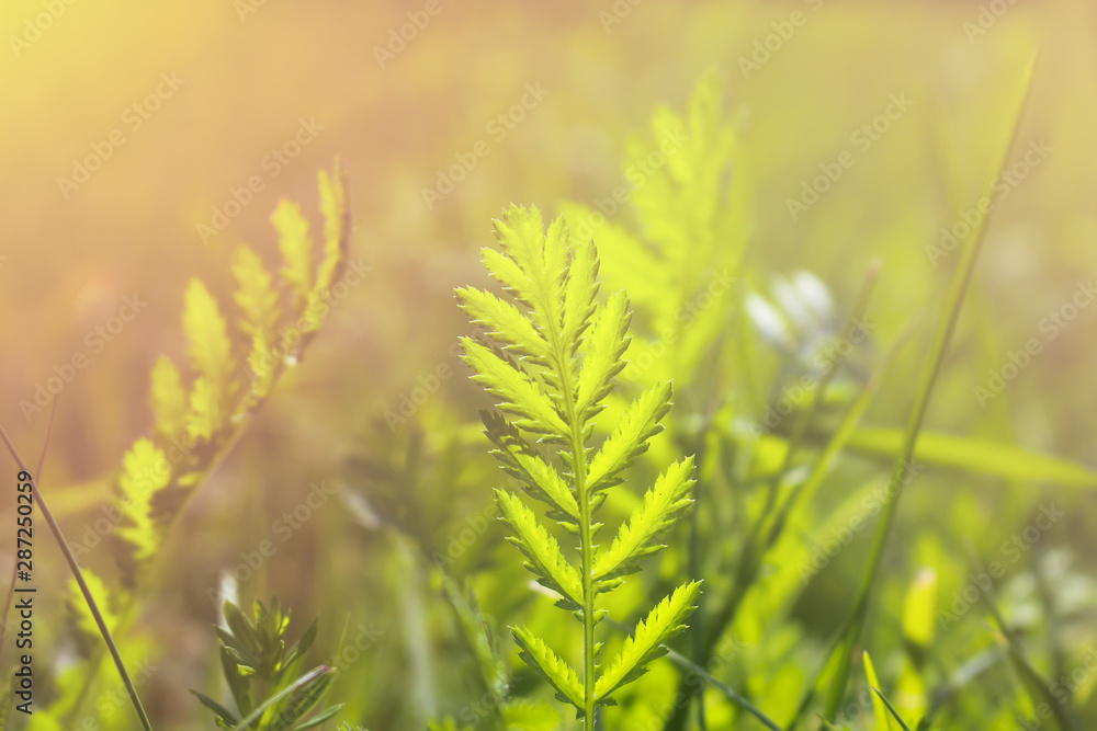 Juicy grass on a meadow in the rays of the setting sun Juicy grass on a meadow in the rays of the setting sun