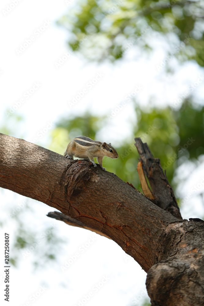 squirrel lizard on a tree