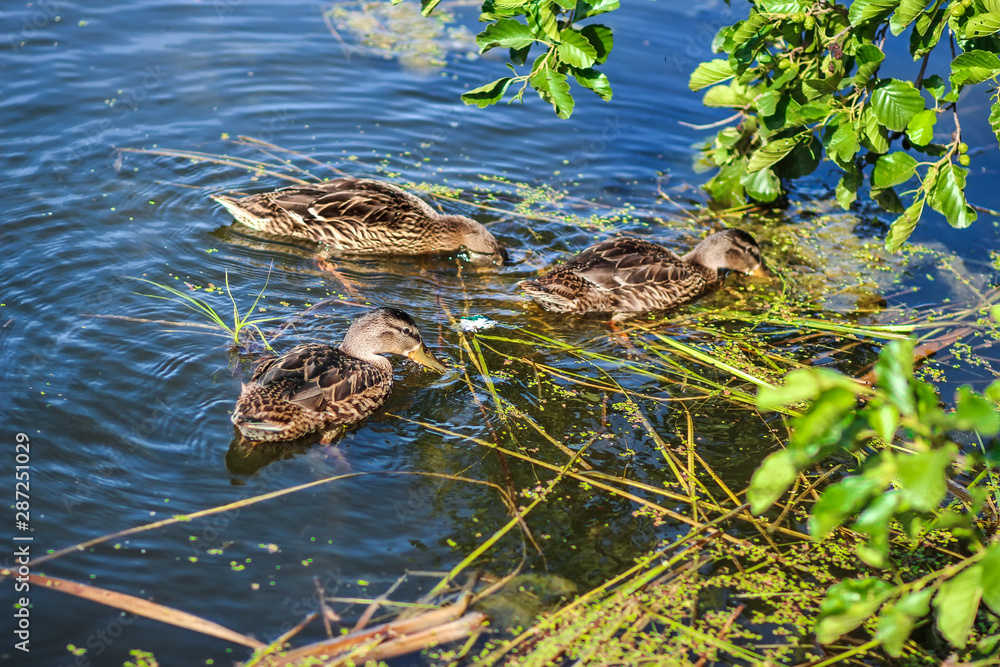 Wild ducks graze duckweed on the lake near the shore Wild ducks graze duckweed on the lake near the shore