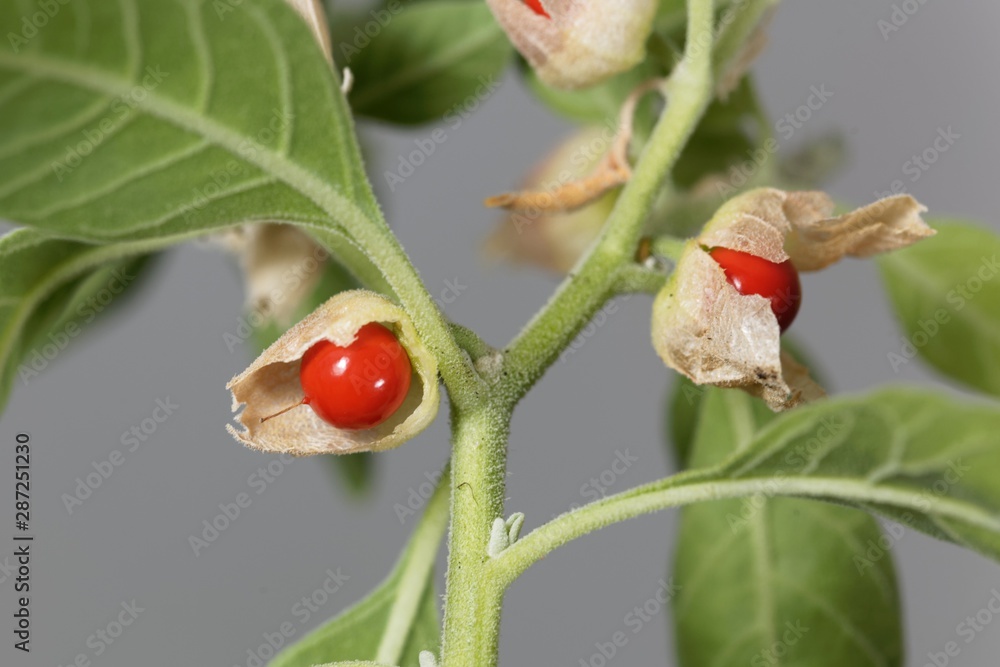 Macro photo of fruits on a Ashwagandha plant, Withania somnifera Stock  Photo | Adobe Stock