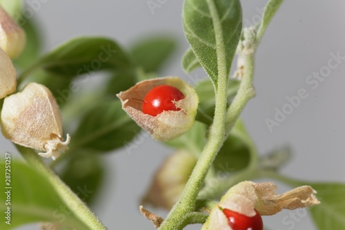 Macro photo of a berry on a Ashwagandha plant, Withania somnifera