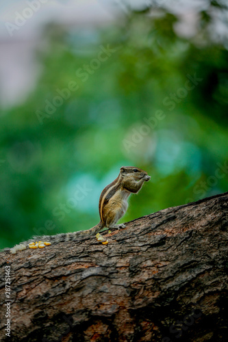 squirrel eating sweet corn on a tree   stand on to legs 