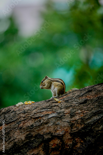 squirrel eating sweet corn on a tree stand on to legs 